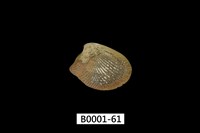 藏品(銀錦蛤)的圖片